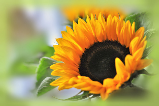 Обои картинки фото цветы, подсолнухи, макро