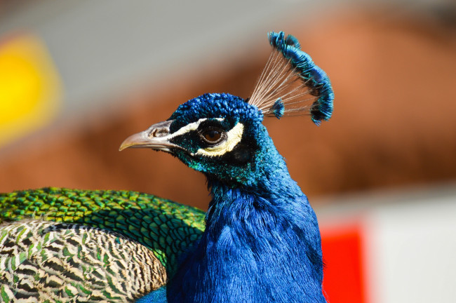 Обои картинки фото животные, павлины, профиль, клюв, хохолок, оперение