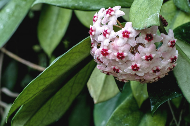 Обои картинки фото цветы, хойя, экзотика