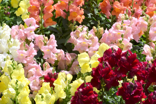 Обои картинки фото цветы, львиный зев, много