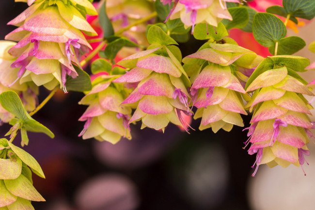 Обои картинки фото цветы, нежность