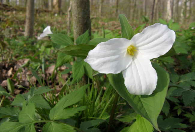 Обои картинки фото цветы, триллиумы, трилистник