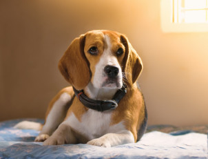 Картинка животные собаки пес