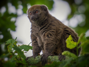 Картинка животные лемуры дерево взгляд шерсть поза лемур