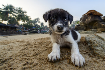 Картинка животные собаки щенок