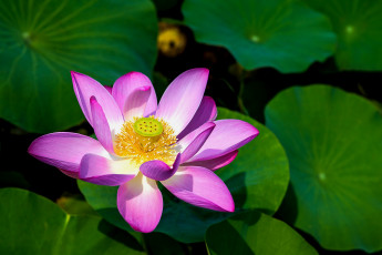 Картинка цветы лотосы лепестки фон