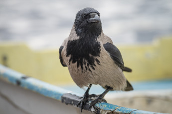 Картинка животные вороны +грачи +галки ворона