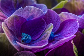 Картинка цветы гортензия макро