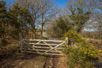 Картинка природа дороги дорожка изгородь