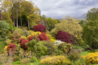 Картинка природа лес кустарник деревья