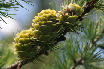 Картинка природа шишки +жёлуди +каштаны ель