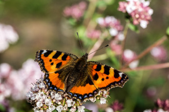 Картинка животные бабочки +мотыльки +моли бабочка