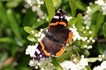 Картинка животные бабочки +мотыльки +моли бабочка