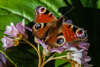 Картинка животные бабочки +мотыльки +моли бабочка