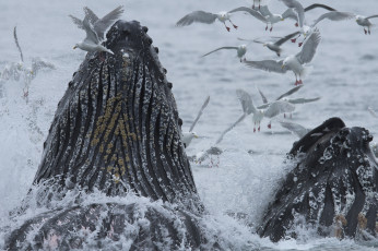 Картинка животные киты +кашалоты птицы аляска океан тихий чайки горбатый кит