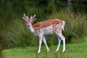 Картинка животные олени олень пятнистый