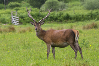 Картинка животные олени олень рога