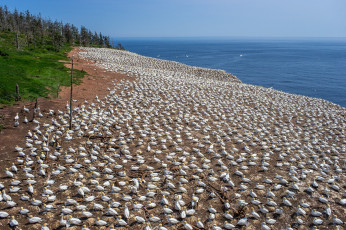 Картинка животные олуши остров пляж птичья колония