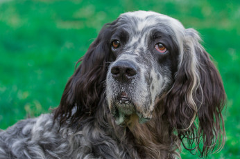 Картинка животные собаки пес