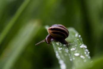 Картинка животные улитки макро рожки панцирь