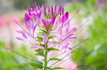 обоя цветы, растение, цветок, соцветие, стебель, лепестки