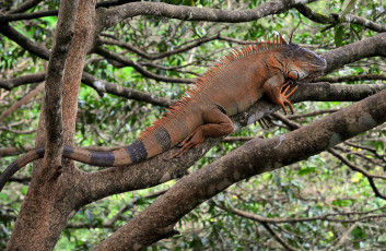 Картинка животные Ящерицы +игуаны +вараны игуана