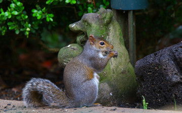 Картинка животные белки скульптура медведь пушистый хвост белка