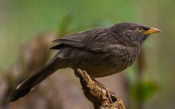 Картинка животные птицы птичка