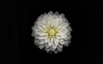 Картинка цветы георгины желтый белый цвет лепестки черный фон