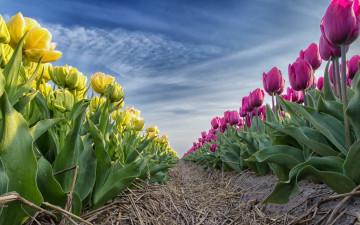 Картинка цветы тюльпаны природа