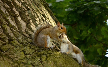 Картинка животные белки дерево любовь беличья кора влюблённые парочка
