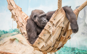 Картинка животные обезьяны зоопарк взгляд обезьяна