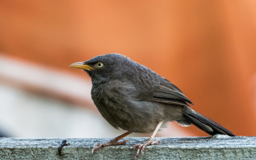 Картинка животные птицы птичка