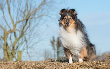 Картинка животные собаки друг взгляд собака