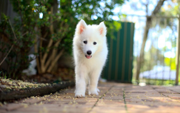 Картинка животные собаки samoyed puppy друг собака