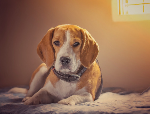 Обои картинки фото животные, собаки, пес