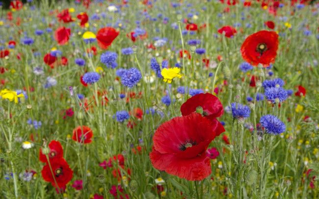 Обои картинки фото цветы, луговые , полевые,  цветы, васильки, маки, лето, луг