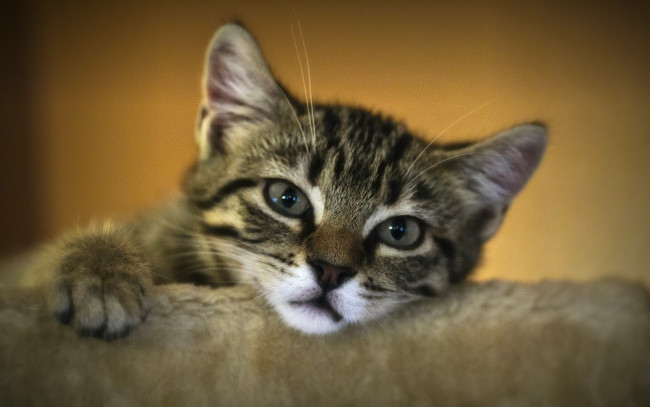 Обои картинки фото животные, коты, грустный, взгляд, мордочка, котёнок