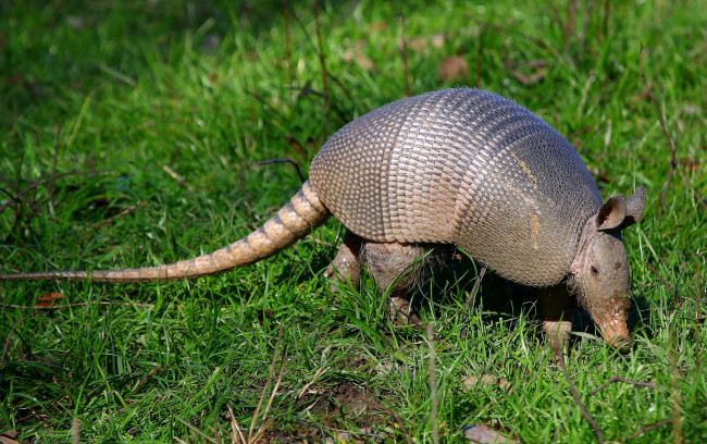 Обои картинки фото животные, броненосцы, броненосец