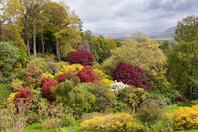 Обои картинки фото природа, лес, кустарник, деревья