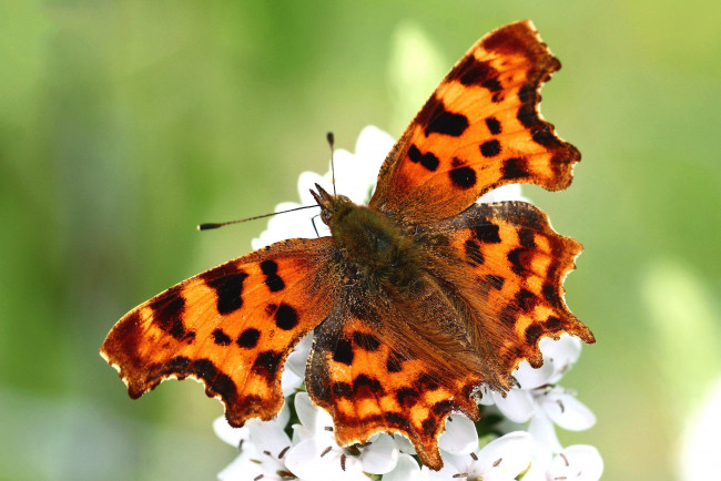 Обои картинки фото животные, бабочки,  мотыльки,  моли, бабочка