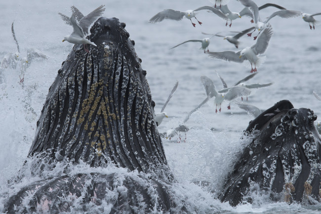 Обои картинки фото животные, киты,  кашалоты, птицы, аляска, океан, тихий, чайки, горбатый, кит