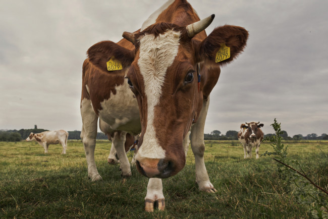 Обои картинки фото животные, коровы,  буйволы, коровка