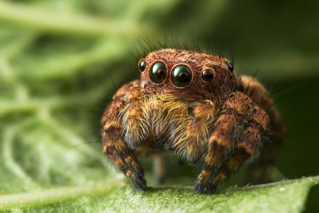 Обои картинки фото животные, пауки, паучок