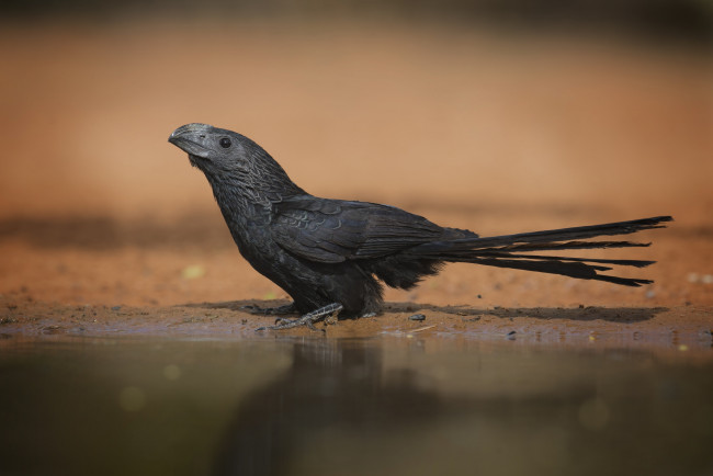 Обои картинки фото животные, птицы, птичка