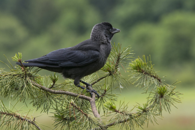 Обои картинки фото животные, вороны,  грачи,  галки, галка