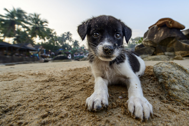 Обои картинки фото животные, собаки, щенок