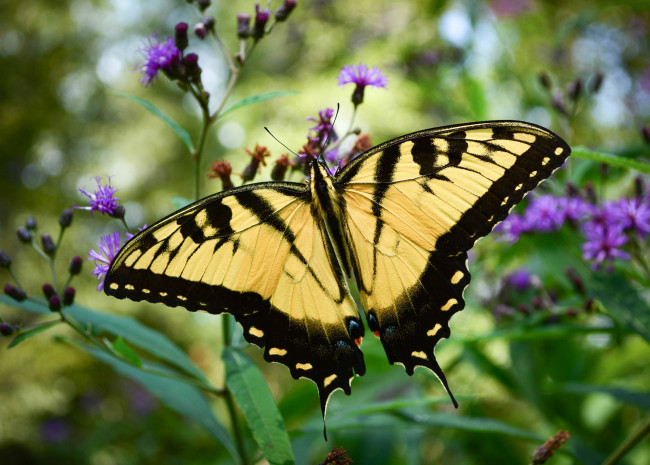 Обои картинки фото животные, бабочки,  мотыльки,  моли, бабочка