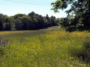 Картинка природа луга лето разнотравье