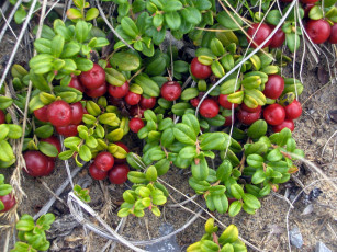 обоя природа, Ягоды, клюква